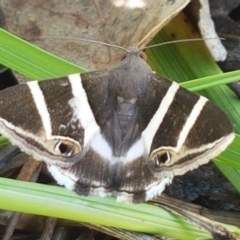 Grammodes oculicola (Small-eyed Box-Owlet) at Bruce Ridge - 9 Mar 2020 by trevorpreston