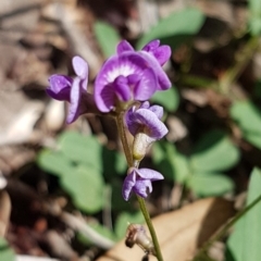 Glycine tabacina (Variable Glycine) at O'Connor, ACT - 9 Mar 2020 by trevorpreston