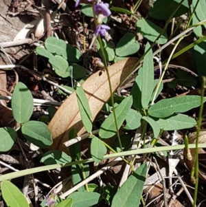 Glycine tabacina at O'Connor, ACT - 9 Mar 2020 03:27 PM