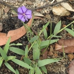 Thysanotus patersonii (Twining Fringe Lily) at Bargo River State Conservation Area - 8 Mar 2020 by GlossyGal