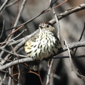 Pyrrholaemus sagittatus at Majura, ACT - 9 Mar 2020