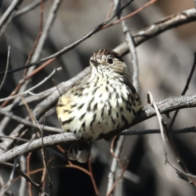 Pyrrholaemus sagittatus (Speckled Warbler) at Majura, ACT - 9 Mar 2020 by jbromilow50
