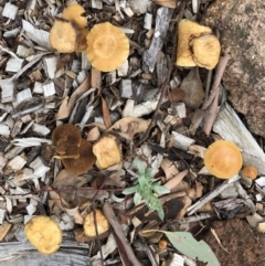 Unidentified Cap on a stem; gills below cap [mushrooms or mushroom-like] at Hughes Garran Woodland - 9 Mar 2020 by ruthkerruish