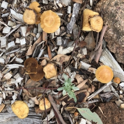 Unidentified Cap on a stem; gills below cap [mushrooms or mushroom-like] at Hughes, ACT - 9 Mar 2020 by ruthkerruish