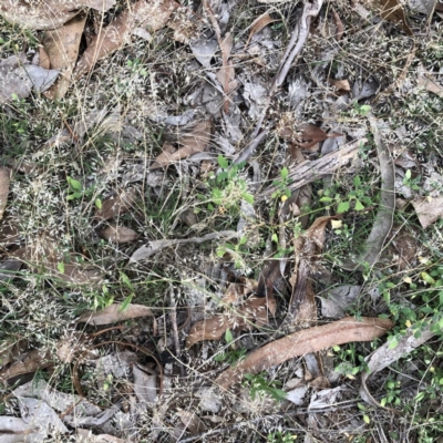 Dysphania pumilio (Small Crumbweed) at Red Hill to Yarralumla Creek - 3 Mar 2020 by ruthkerruish