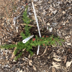 Grevillea juniperina (Grevillea) at Red Hill to Yarralumla Creek - 26 Feb 2020 by ruthkerruish