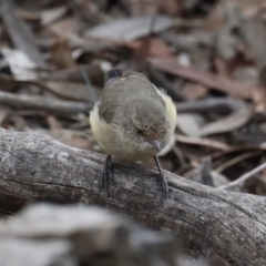 Acanthiza reguloides (Buff-rumped Thornbill) at Majura, ACT - 9 Mar 2020 by jb2602