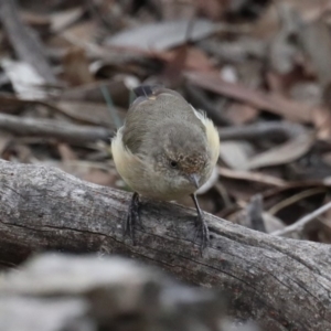 Acanthiza reguloides at Majura, ACT - 9 Mar 2020