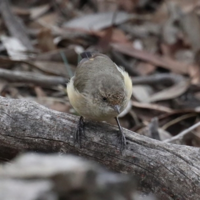 Acanthiza reguloides (Buff-rumped Thornbill) at Mount Ainslie - 9 Mar 2020 by jb2602