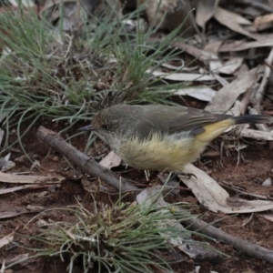 Acanthiza reguloides at Majura, ACT - 9 Mar 2020