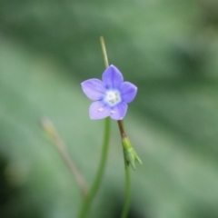 Wahlenbergia sp. (Bluebell) at Mongarlowe, NSW - 8 Mar 2020 by LisaH
