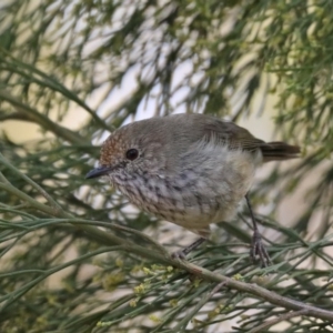 Acanthiza pusilla at Majura, ACT - 9 Mar 2020