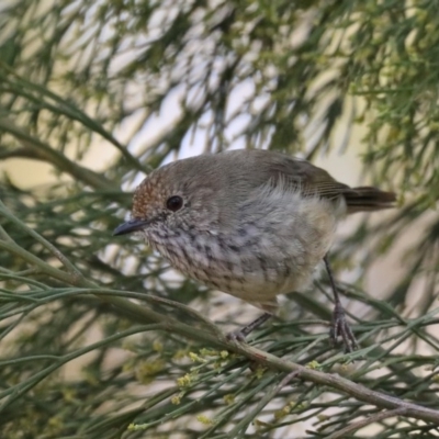Acanthiza pusilla (Brown Thornbill) at Mount Ainslie - 9 Mar 2020 by jb2602