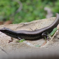 Eulamprus sp. (genus) (Water Skink) at Mongarlowe, NSW - 8 Mar 2020 by LisaH