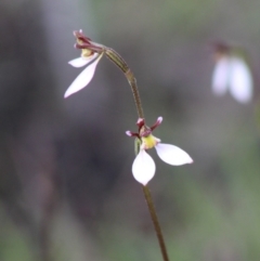 Eriochilus cucullatus (Parson's Bands) at Mongarlowe, NSW - 8 Mar 2020 by LisaH