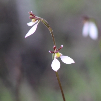 Eriochilus cucullatus (Parson's Bands) at Mongarlowe River - 8 Mar 2020 by LisaH