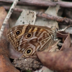 Geitoneura acantha (Ringed Xenica) at Mongarlowe, NSW - 8 Mar 2020 by LisaH