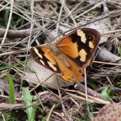 Heteronympha merope (Common Brown Butterfly) at Mongarlowe, NSW - 8 Mar 2020 by LisaH