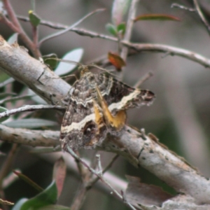 Chrysolarentia vicissata at Mongarlowe, NSW - 8 Mar 2020 12:37 PM