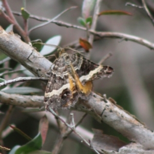 Chrysolarentia vicissata at Mongarlowe, NSW - 8 Mar 2020
