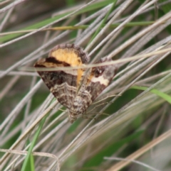 Chrysolarentia vicissata at Mongarlowe, NSW - 8 Mar 2020 12:37 PM