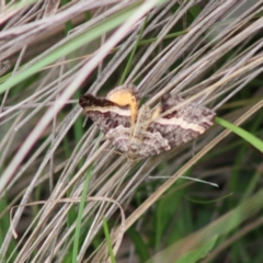 Chrysolarentia vicissata at Mongarlowe, NSW - 8 Mar 2020 12:37 PM