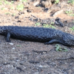 Tiliqua rugosa (Shingleback Lizard) at Ainslie, ACT - 9 Mar 2020 by jb2602