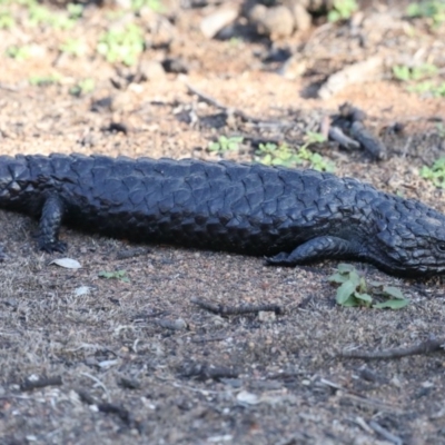 Tiliqua rugosa (Shingleback Lizard) at Mount Ainslie - 9 Mar 2020 by jb2602