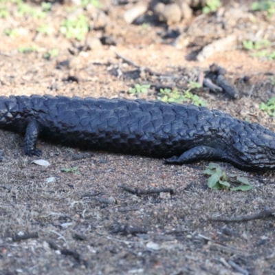 Tiliqua rugosa (Shingleback Lizard) at Ainslie, ACT - 9 Mar 2020 by jb2602