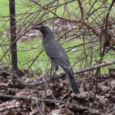 Strepera versicolor (Grey Currawong) at Mongarlowe, NSW - 8 Mar 2020 by LisaH