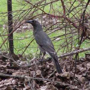 Strepera versicolor at Mongarlowe, NSW - 8 Mar 2020