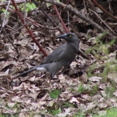 Strepera versicolor at Mongarlowe, NSW - 8 Mar 2020