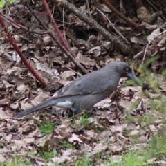 Strepera versicolor at Mongarlowe, NSW - 8 Mar 2020