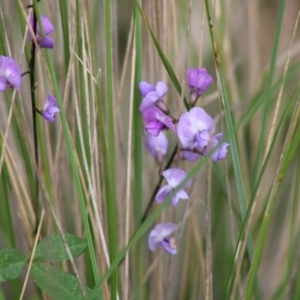 Glycine tabacina at Mongarlowe, NSW - 8 Mar 2020 12:23 PM