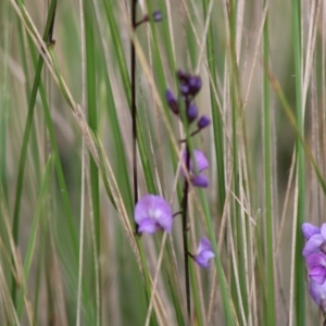 Glycine tabacina at Mongarlowe, NSW - 8 Mar 2020 12:23 PM