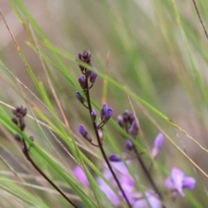 Glycine tabacina at Mongarlowe, NSW - 8 Mar 2020 12:23 PM