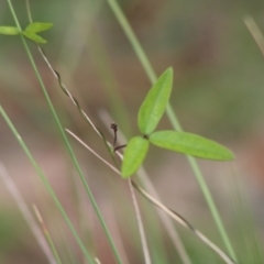 Glycine tabacina at Mongarlowe, NSW - 8 Mar 2020 12:23 PM