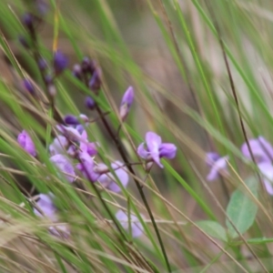 Glycine tabacina at Mongarlowe, NSW - 8 Mar 2020 12:23 PM