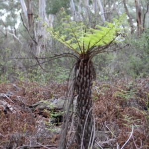 Cyathea australis subsp. australis at Mongarlowe, NSW - suppressed