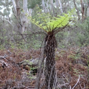 Cyathea australis subsp. australis at Mongarlowe, NSW - 8 Mar 2020