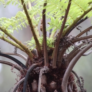 Cyathea australis subsp. australis at Mongarlowe, NSW - suppressed