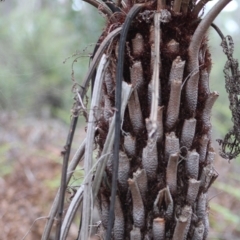 Cyathea australis subsp. australis at Mongarlowe, NSW - 8 Mar 2020