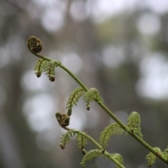 Cyathea australis subsp. australis at Mongarlowe, NSW - suppressed