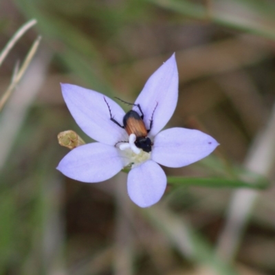 Phyllotocus navicularis (Nectar scarab) at Hughes Grassy Woodland - 7 Mar 2020 by LisaH