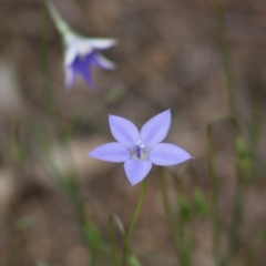 Wahlenbergia capillaris (Tufted Bluebell) at Hughes Grassy Woodland - 7 Mar 2020 by LisaH