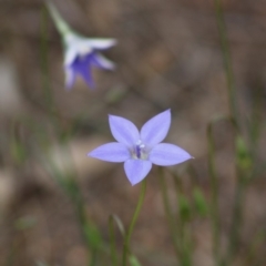 Wahlenbergia capillaris (Tufted Bluebell) at Hughes, ACT - 7 Mar 2020 by LisaH