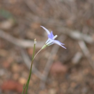 Wahlenbergia capillaris at Hughes, ACT - 7 Mar 2020 03:09 PM