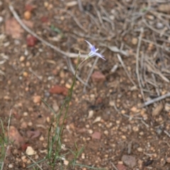 Wahlenbergia capillaris at Hughes, ACT - 7 Mar 2020 03:09 PM