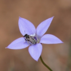 Lasioglossum (Chilalictus) sp. (genus & subgenus) (Halictid bee) at Hughes Grassy Woodland - 7 Mar 2020 by LisaH