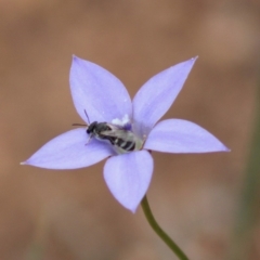 Lasioglossum (Chilalictus) sp. (genus & subgenus) at Hughes, ACT - 7 Mar 2020